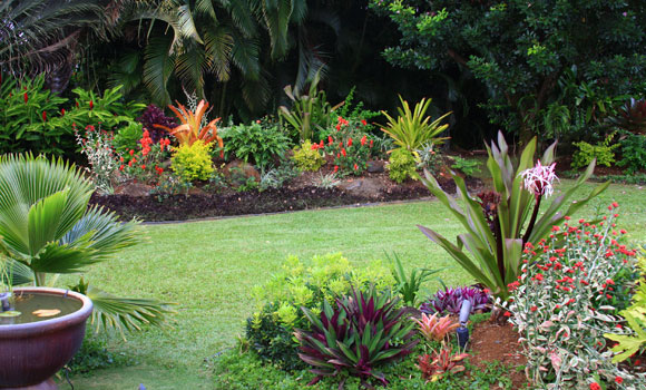 Tropical backyard garden