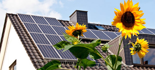 solar panels with sunflower